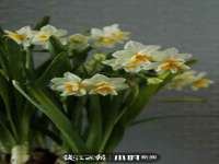东明县奇乐复印部