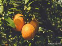 东明县奇乐复印部